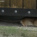 Rattus rattus Esplanade near Regional Council Office クマネズミ<br />Canon EOS 7D + EF400 F5.6L